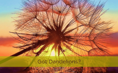 Got Dandelions?