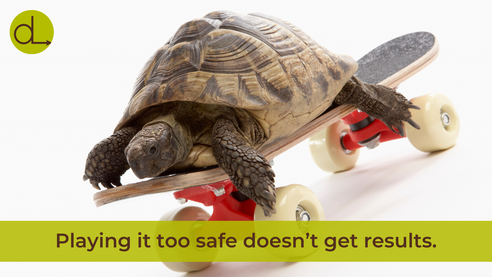 Turtle on a skateboard